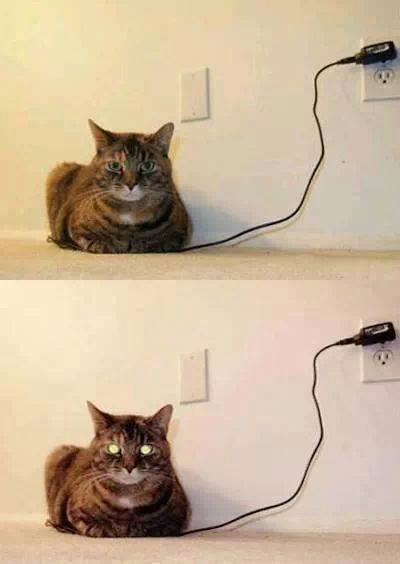 Fully charged cat