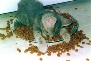 tired_kitten