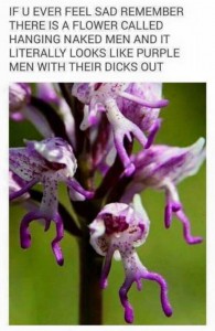 Hanging Naked Man Flower